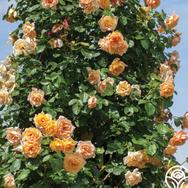 Garden Sun™>Heirloom Roses Sale