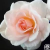 Garden Time™>Heirloom Roses New