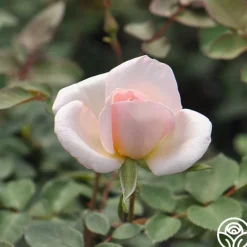 Garden Time™>Heirloom Roses New