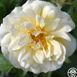 Gardenia><noscript><img width=