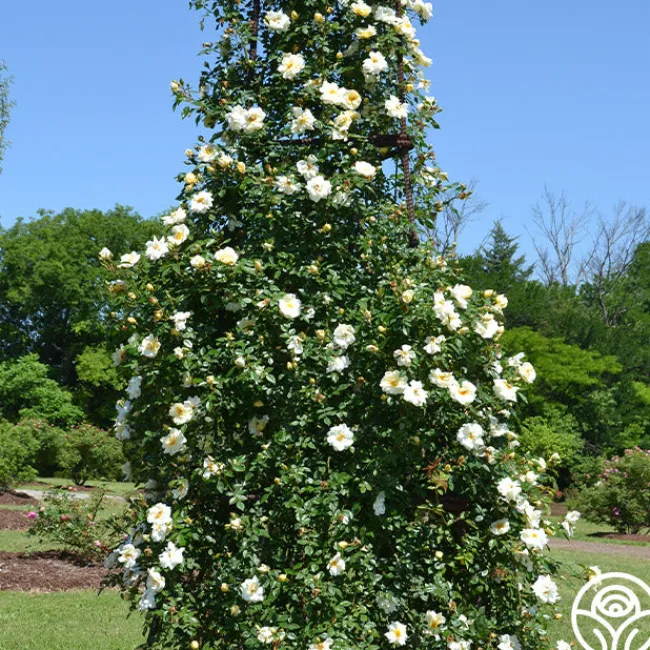 Gardenia>Heirloom Roses Best