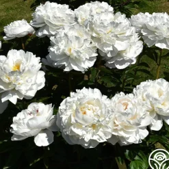 Gardenia>Heirloom Roses