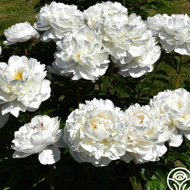 Gardenia>Heirloom Roses