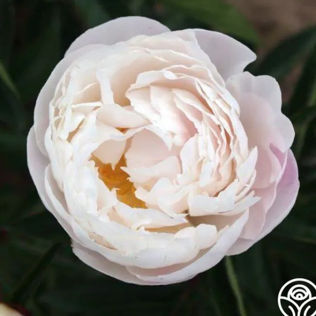 Gardenia>Heirloom Roses