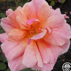 Gee Whiz>Heirloom Roses Online