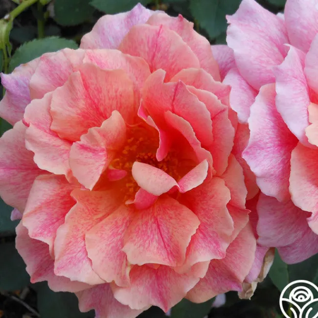 Gee Whiz>Heirloom Roses Online