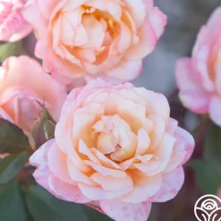 Generosity™>Heirloom Roses New