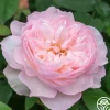 Gentle Hermione®>Heirloom Roses Outlet