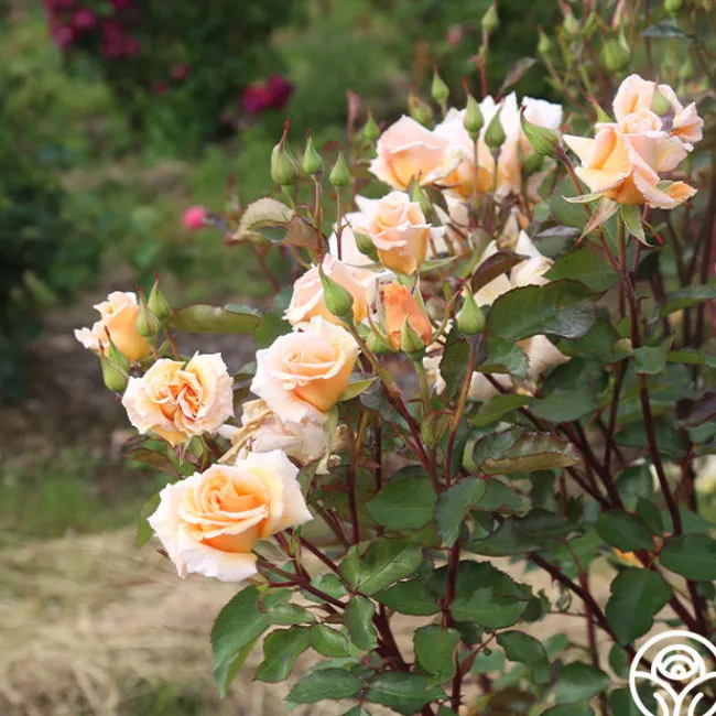 Gentle Persuasion™>Heirloom Roses Clearance