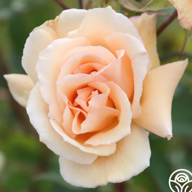 Gentle Persuasion™>Heirloom Roses Clearance