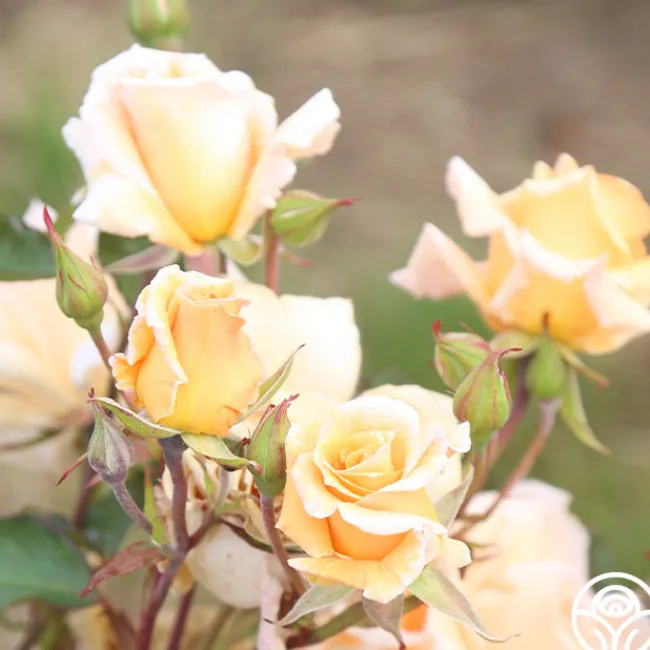 Gentle Persuasion™>Heirloom Roses Clearance