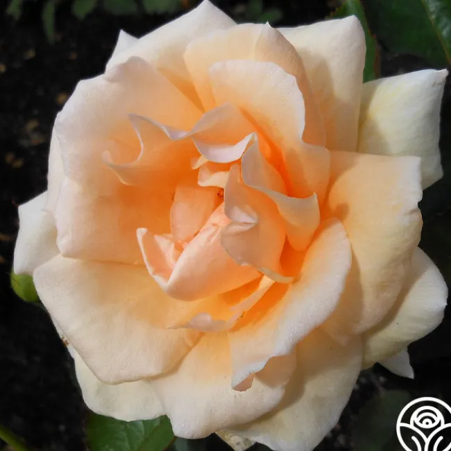 Gentle Persuasion™>Heirloom Roses Clearance