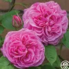 Gertrude Jekyll®>Heirloom Roses Sale