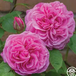 Gertrude Jekyll®>Heirloom Roses Sale