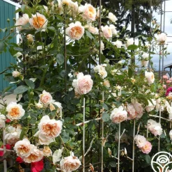 Ginger Syllabub™>Heirloom Roses Online