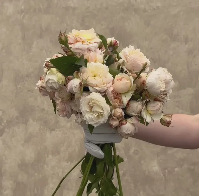 Ginger Syllabub™>Heirloom Roses Online