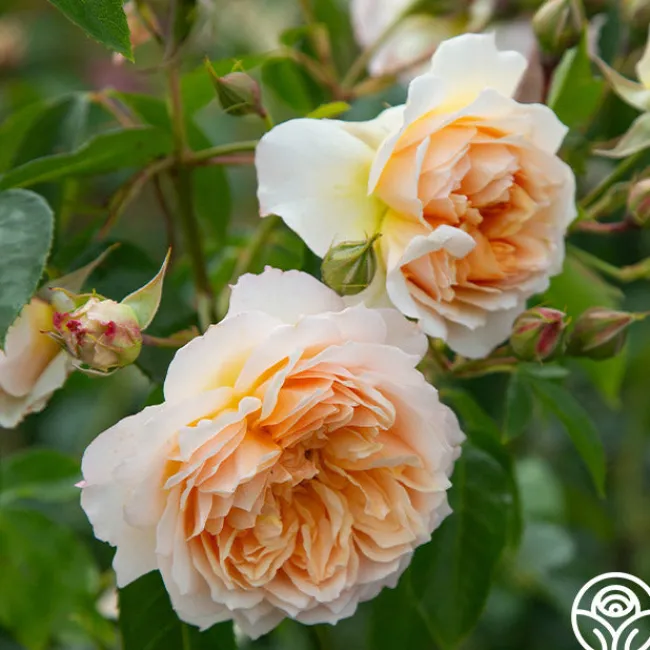 Ginger Syllabub™>Heirloom Roses Online