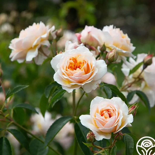 Ginger Syllabub™>Heirloom Roses Online