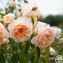 Ginger Syllabub™><noscript><img width=