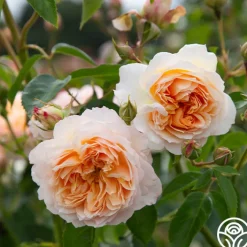 Ginger Syllabub™><noscript><img width=
