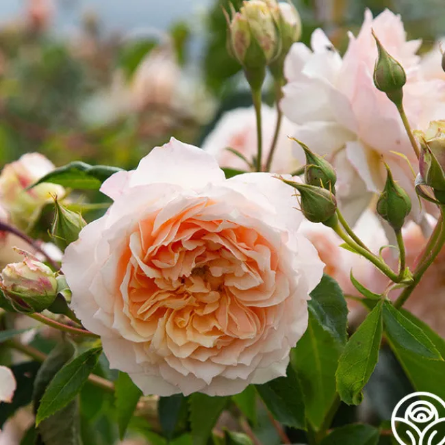 Ginger Syllabub™>Heirloom Roses Online