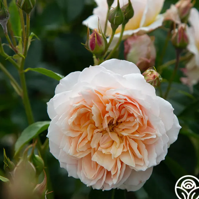 Ginger Syllabub™>Heirloom Roses Online
