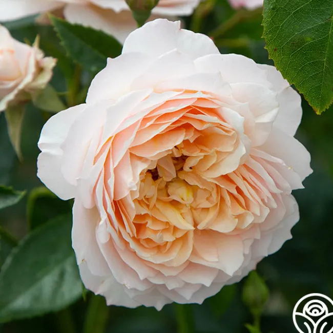 Ginger Syllabub™>Heirloom Roses Online