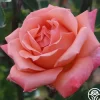 Gitte>Heirloom Roses Sale