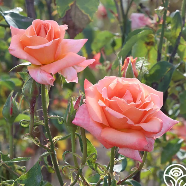 Gitte>Heirloom Roses Sale