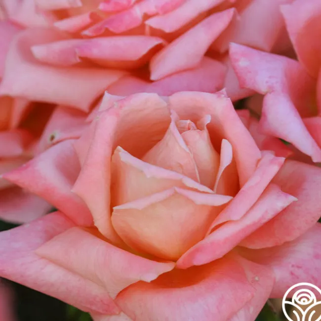 Gitte>Heirloom Roses Sale