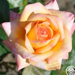 Glowing Peace™><noscript><img width=