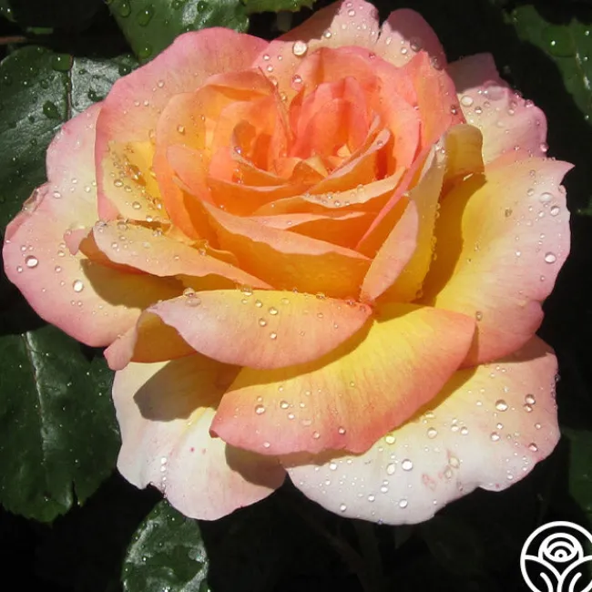 Glowing Peace™>Heirloom Roses Discount