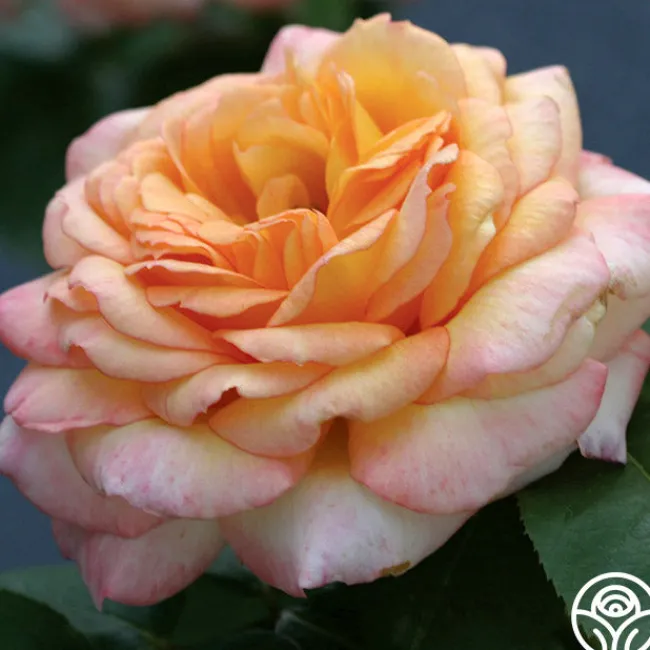 Glowing Peace™>Heirloom Roses Discount