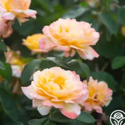Glowing Peace™><noscript><img width=
