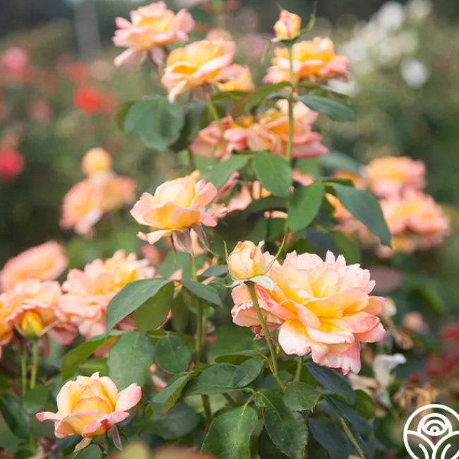 Glowing Peace™>Heirloom Roses Discount