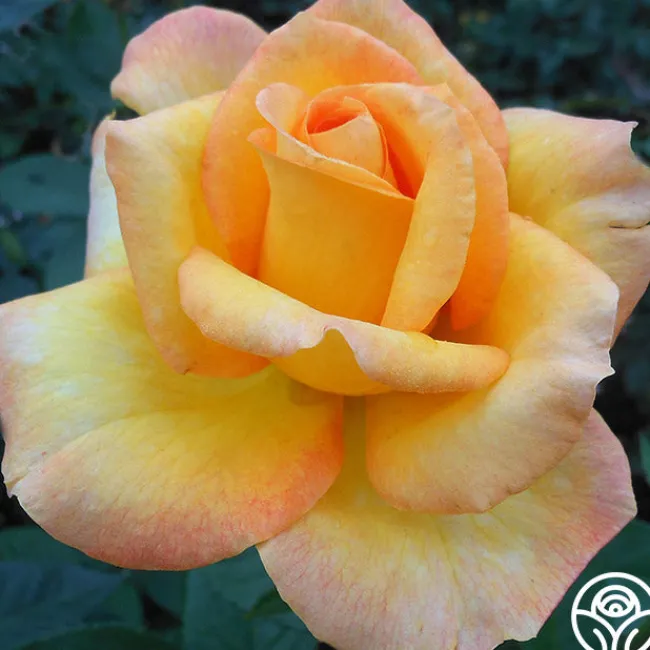 Gold Medal®>Heirloom Roses Online
