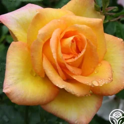 Gold Medal®><noscript><img width=