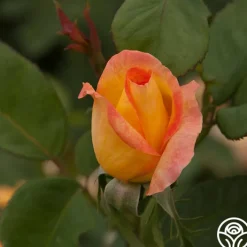 Gold Medal®><noscript><img width=