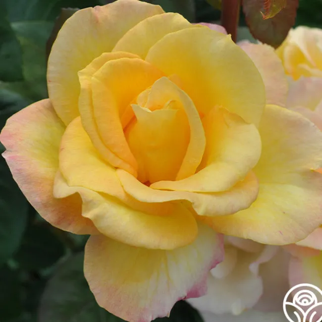 Gold Medal®>Heirloom Roses Online