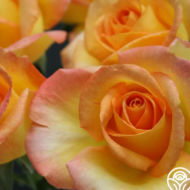 Gold Medal®>Heirloom Roses Online
