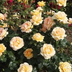 Gold Struck™><noscript><img width=