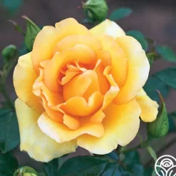 Gold Struck™><noscript><img width=