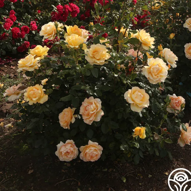 Gold Struck™>Heirloom Roses Clearance