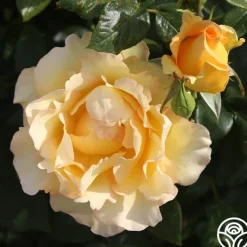 Gold Struck™><noscript><img width=