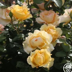 Gold Struck™><noscript><img width=