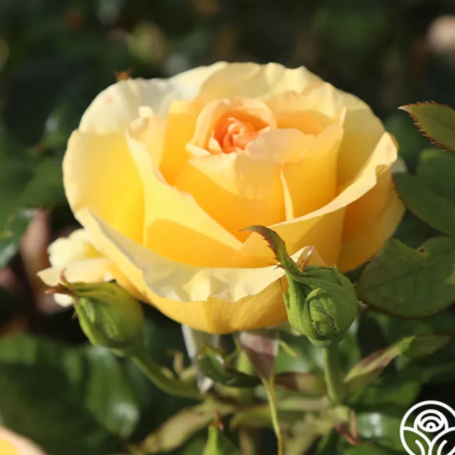 Gold Struck™>Heirloom Roses Clearance