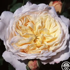 Golden Blush><noscript><img width=