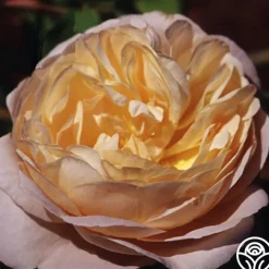 Golden Blush><noscript><img width=