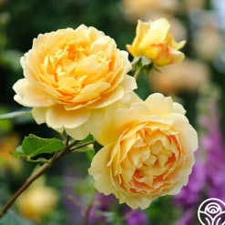 Golden Celebration®>Heirloom Roses Online