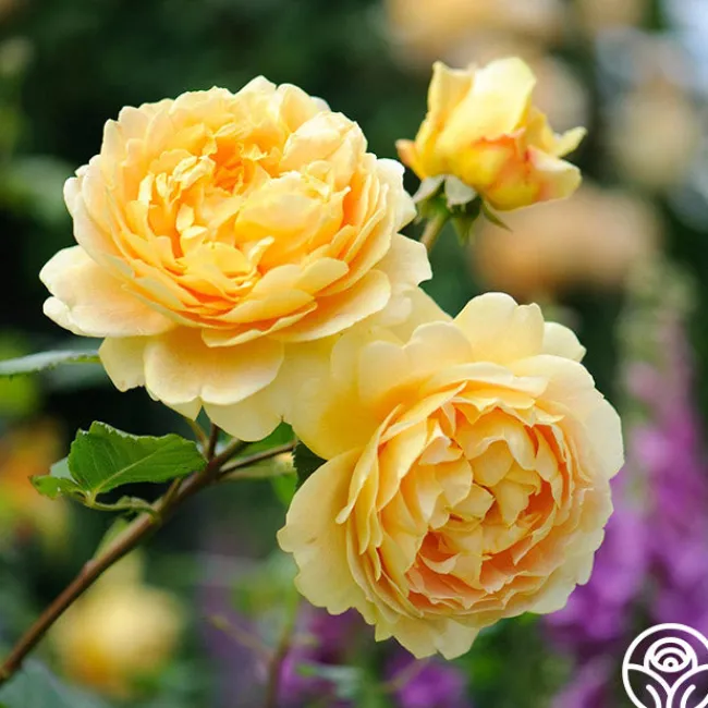 Golden Celebration®>Heirloom Roses Online